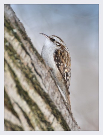 Kôrovník krátkoprstý (Certhia brachydactyla)