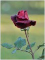 /album/kvety/dsc-0311-jpg/