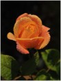 /album/kvety/dsc-0326-jpg/