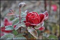 /album/kvety/dsc-9175-jpg/