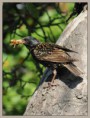 /album/vtaky/dsc-3518-jpg/