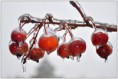 /album/zimne/dsc-1061-jpg/