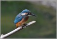 /album/fotogaleria-rybarik-riecny/dsc-2174b-jpg/