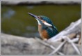 /album/fotogaleria-rybarik-riecny/dsc-2199b-jpg/