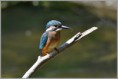 /album/fotogaleria-rybarik-riecny/dsc-2229-jpg/