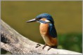 /album/fotogaleria-rybarik-riecny/dsc-2297-jpg/
