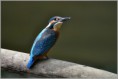 /album/fotogaleria-rybarik-riecny/dsc-2324-jpg/