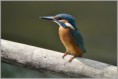 /album/fotogaleria-rybarik-riecny/dsc-2329-jpg/
